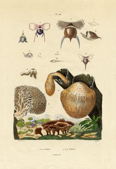 Mushrooms by French School
